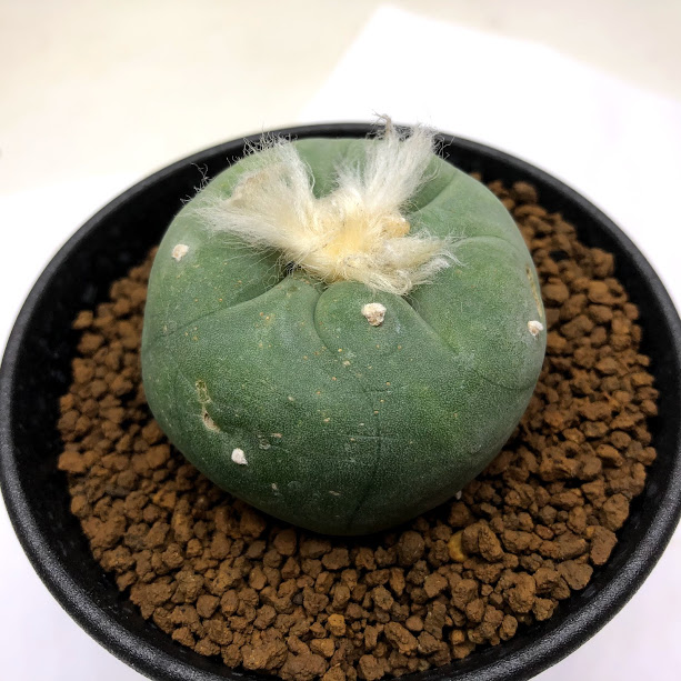 Lophophora 花 観葉植物 サボテン ロフォフォラ ディフューサ 翠冠玉 富岡タイプ 幅5ｃｍ 現品 一品限り 傷あり 遊恵盆栽 店 観葉植物 Diffusa