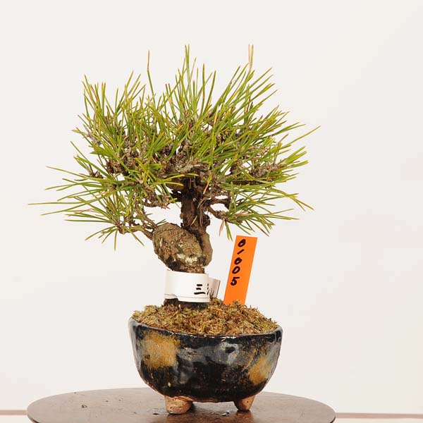 楽天市場】選べる盆栽 ：黒松（モダン陶器鉢)*苔と砂付き くろまつ