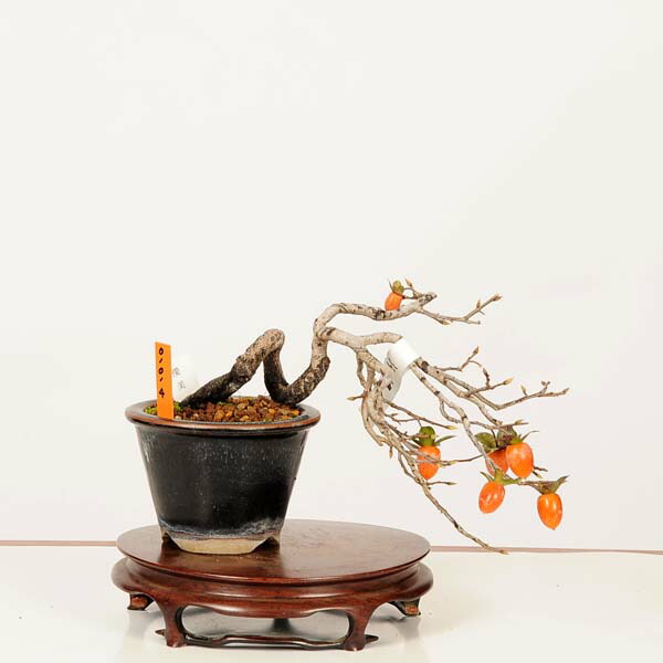 盆栽 特選:老爺柿(優美) 現品*一点物 ろうや柿 ロウヤ柿 Diospyros rhombifolia rouyagaki bonsai ミニ盆栽|遊恵盆栽 店