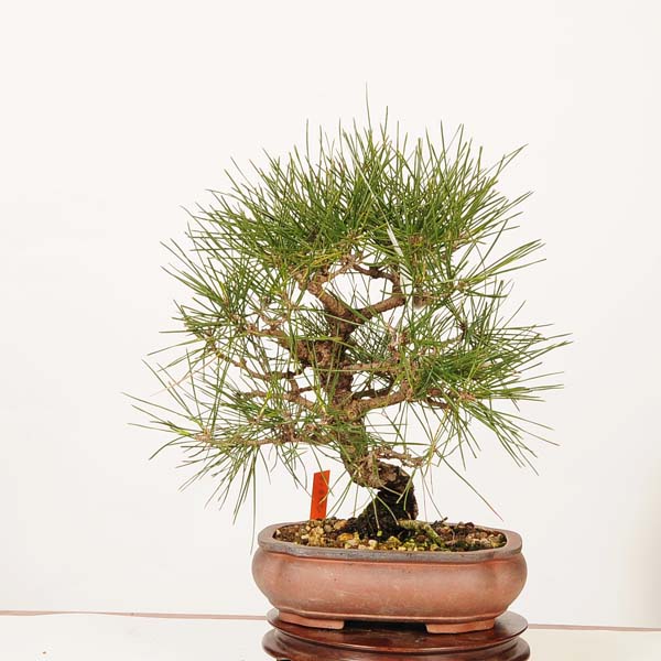 楽天市場】盆栽：三河黒松*現品 くろまつ クロマツ Kuromatsu bonsai
