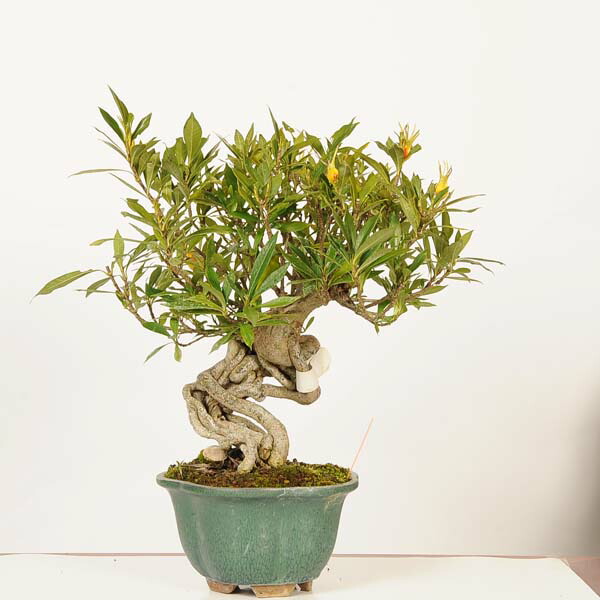 楽天市場】盆栽：梔子(喜代誉)*現品 一点物 くちなし クチナシ