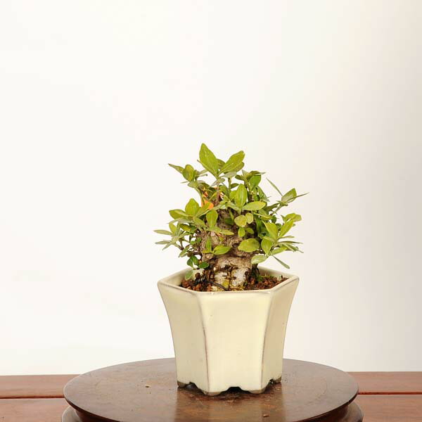 楽天市場】【送料無料】ミニ盆栽：斑入りクチナシ（梔子）*【瀬戸焼鉢