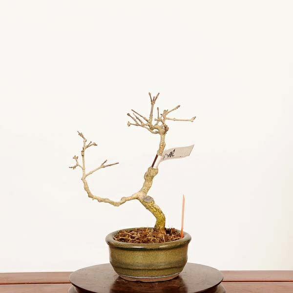 楽天市場】盆栽 特選：楓石付 現品*かえで カエデ Kaede bonsai Acer