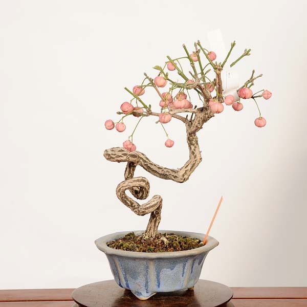 楽天市場】盆栽 特選：こまゆみ 現品*コマユミ Komayumi bonsai