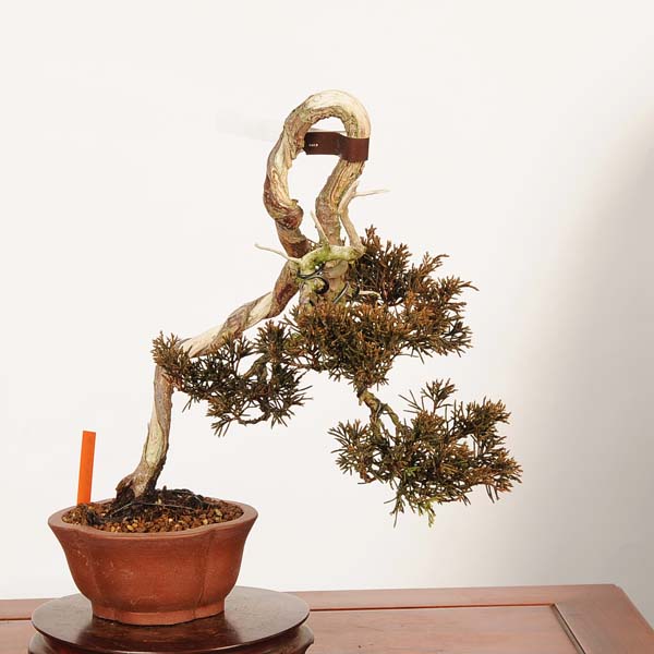 楽天市場】盆栽：特選糸魚川真柏 現品* しんぱく シンパク Sabina