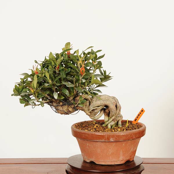 楽天市場】盆栽：梔子(喜代誉)*現品 一点物 くちなし クチナシ