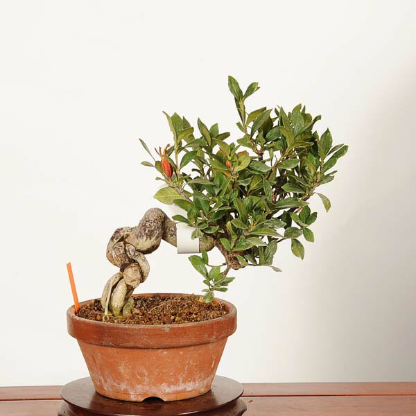 楽天市場】盆栽 特選：実成梔子(くちなし) 現品*クチナシ Rubiaceae