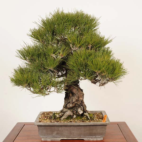 盆栽 特選:三河黒松*現品 一点物 くろまつ クロマツ kuromatsu 大品盆栽 大型ヤマト便配送|遊恵盆栽 店