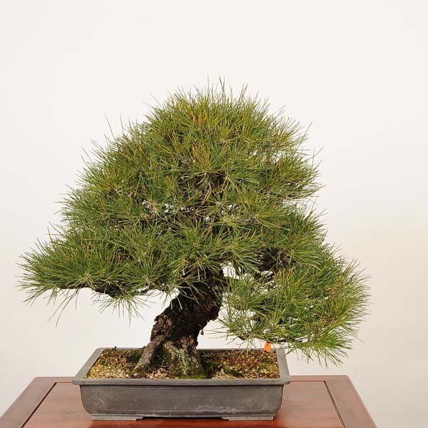 盆栽 特選：三河黒松*現品 一点物 くろまつ クロマツ kuromatsu 大品盆栽 大型ヤマト便配送｜遊恵盆栽　店