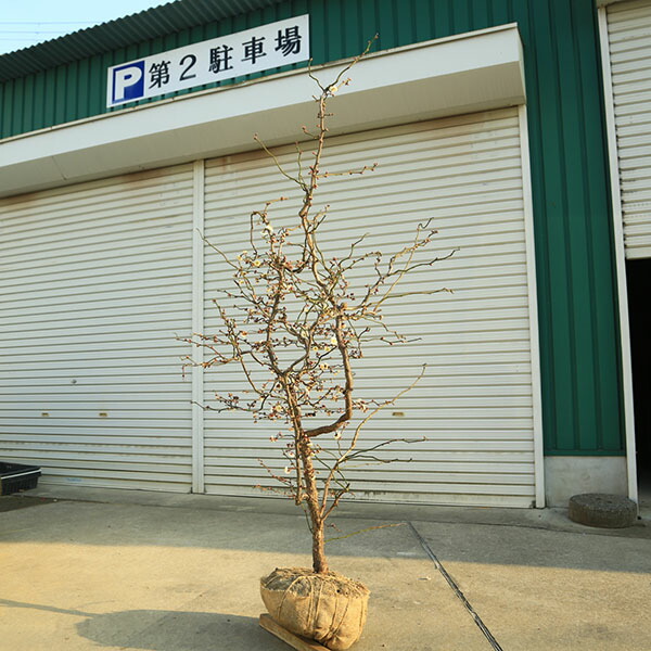 楽天市場】2025年 雲竜梅 寝巻き苗 梅苗 香篆梅 コウテンバイ 八重咲き