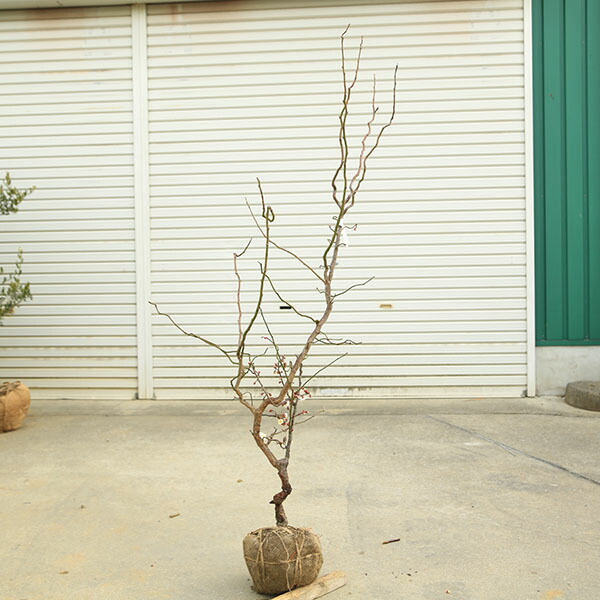 楽天市場】現品発送 雲竜梅（ウンリュウバイ）樹高1.8m（根鉢含まず