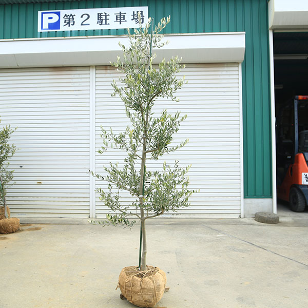 特選庭木・植木：オリーブ（カロレア）*樹高160ｃｍ 現品限り　大型佐川急便配送