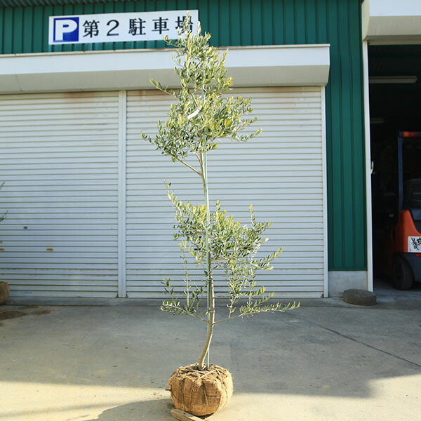 楽天市場】特選庭木・植木：オリーブ（シプレッシーノ）*樹高150cm 