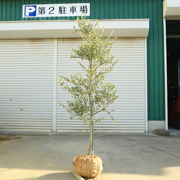 楽天市場】特選庭木・植木：オリーブ（シプレッシーノ）*樹高150cm