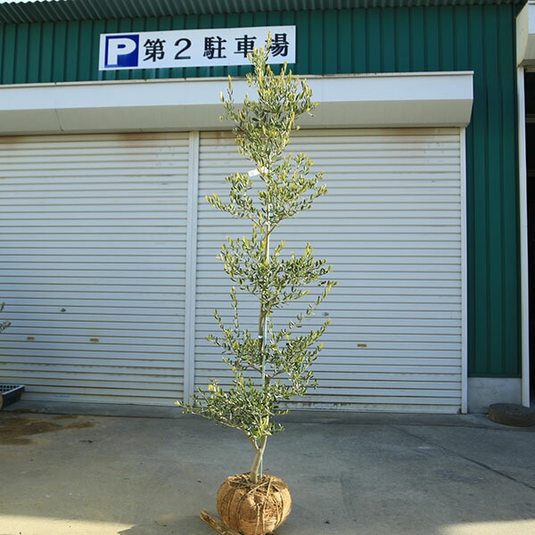 特選庭木・植木：オリーブ（カロレア）*樹高160ｃｍ 現品限り　大型佐川急便配送｜遊恵盆栽　店