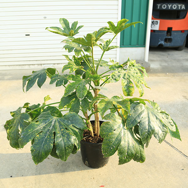 楽天市場】【現品発送】ヤツデ 苗木 8号鉢植え A501 : 千草園芸