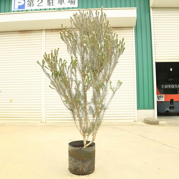 特選庭木 植木：カロタムス ダスティーグレー（ワンサイドボトルブラシ） 太幹 現品境界線 樹高：130ｃｍ 全高150ｃｍ * 毛はらいの木 佐川急便送りとどける
