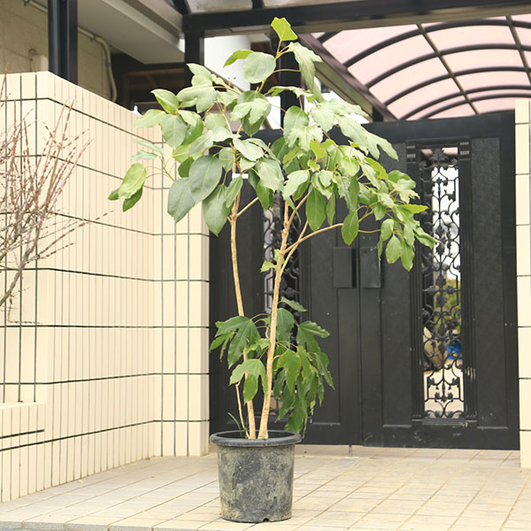 庭木・植木：カクレミノ（隠れ蓑） 現品限り　全高：170ｃｍ　*佐川急便　かくれみの　*　目隠しの木