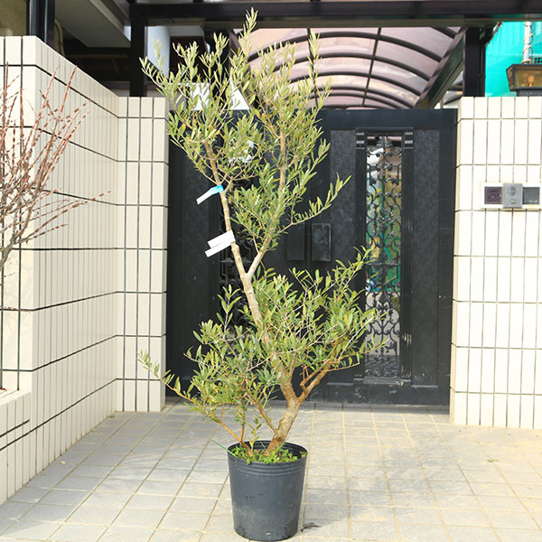 楽天市場】観葉植物 SOUJU（創樹）ブランド：オリーブの木 ネバディロ