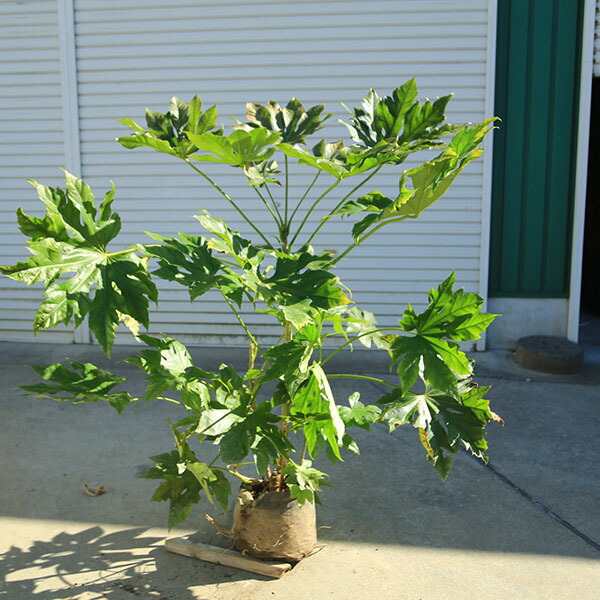 楽天市場】丈夫で、陰に強い！それでいて、珍しくて斬新さもあるGREEN