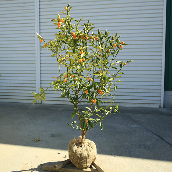 庭木　植木　果樹　苗木：キンカン（金柑）大株 樹高：110ｃｍ　現品限り　佐川急便発送*　きんかん　金柑