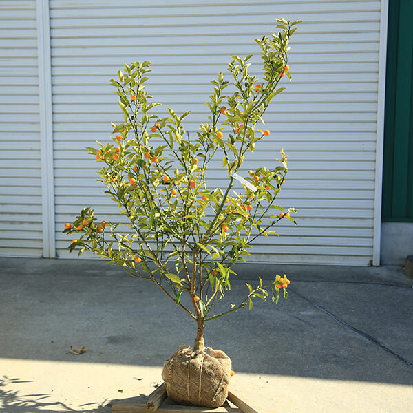 庭木　植木　果樹　苗木：キンカン（金柑）大株 樹高：130ｃｍ　現品限り　佐川急便発送*　きんかん　金柑