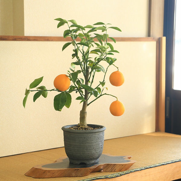 庭木 植木 生り木 割り増し金柑橘盆栽：特選 檸檬（みまや焼水昇岩鉢）  れもん レモン 鉢植え* 全高60ｃｍ