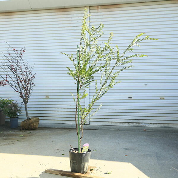 楽天市場】【現品発送】ミモザアカシア 苗木 8号 A121 樹高1.5m : 千草園芸