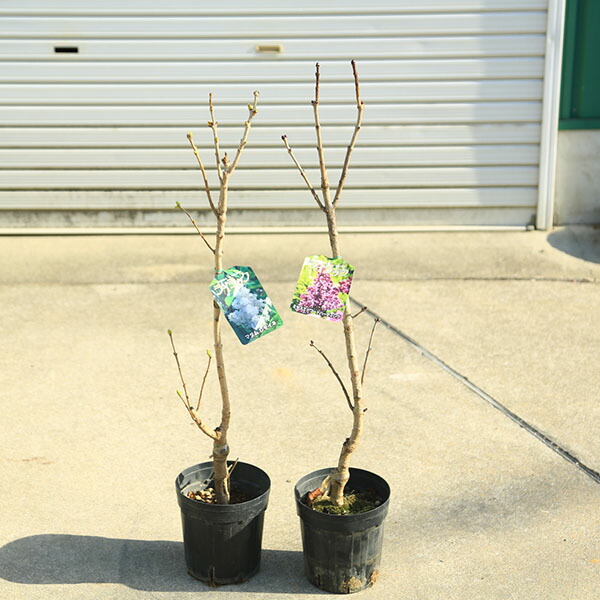 庭木:ライラック(リラ)紫花と白花のセット 樹高80cm*ミセスエドワードハーディングとマダムレモイネ ヤマト便発送