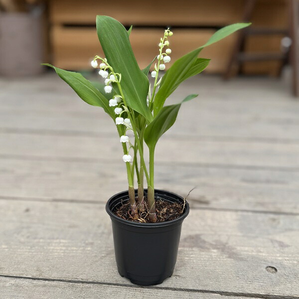 楽天市場】宿根草 スズラン (すずらん/鈴蘭) 3号（直径9cm）ポット苗