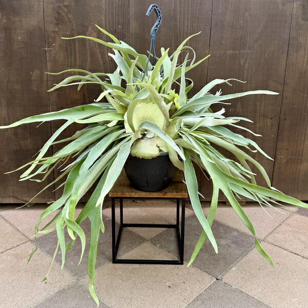 楽天市場】おしゃれ 観葉植物：ビカクシダ コウモリラン ネザーランド