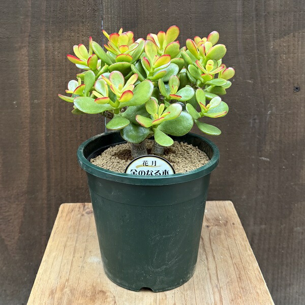 楽天市場】金のなる木（斑入り）きらめき 6号鉢（直径18cm） 多肉植物