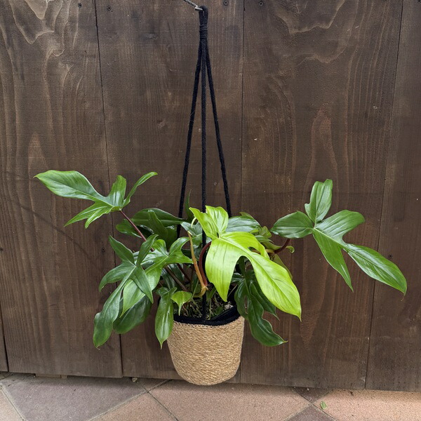 おしゃれ 観葉植物：フィロデンドロン フロリダ　鉢カバー*吊り Philodendron 'Florida'