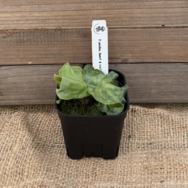 楽天市場】おしゃれ 観葉植物 キンモウコウ：ゴールデンモンキー