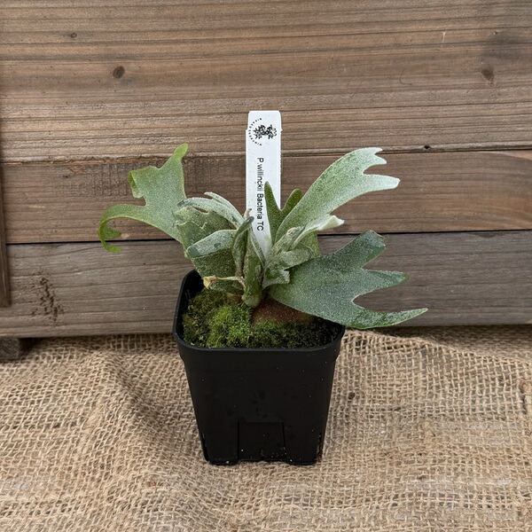 楽天市場】(希少・現品) ビカクシダ リドレイ ウッディ着生ボード付