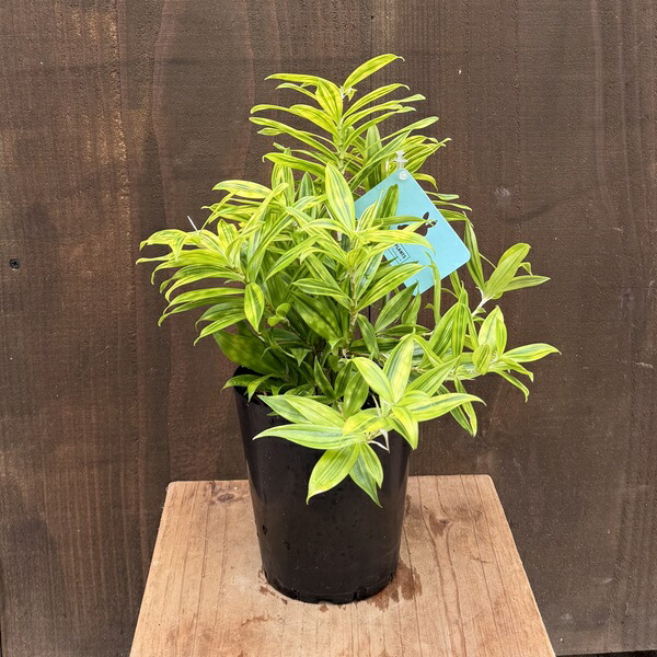 楽天市場】希少 斑入りドラセナ トルネード（5号鉢） 観葉植物 : パリ