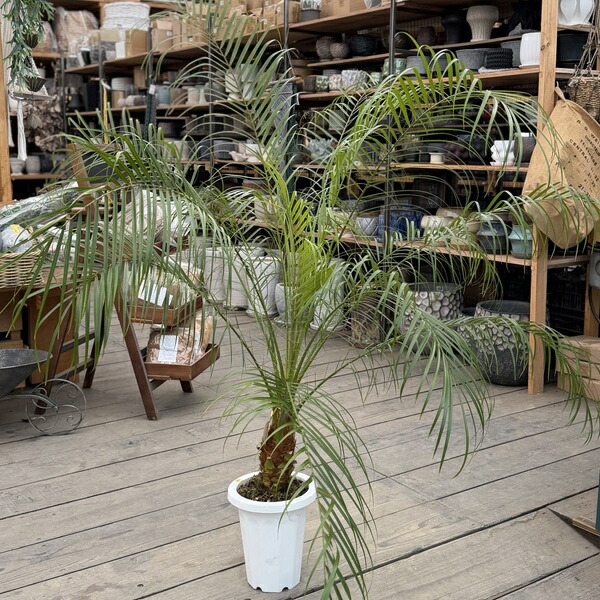 楽天市場】おしゃれ 観葉植物：ロベヤシ*フェニックスロベレニー