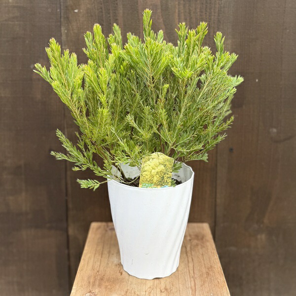 楽天市場】アカシア テレサ 5号鉢 送料無料 矮性種 庭木 苗木 花木