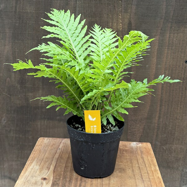 楽天市場】おしゃれ 観葉植物 西洋シダ植物：ブレクナム シルバー