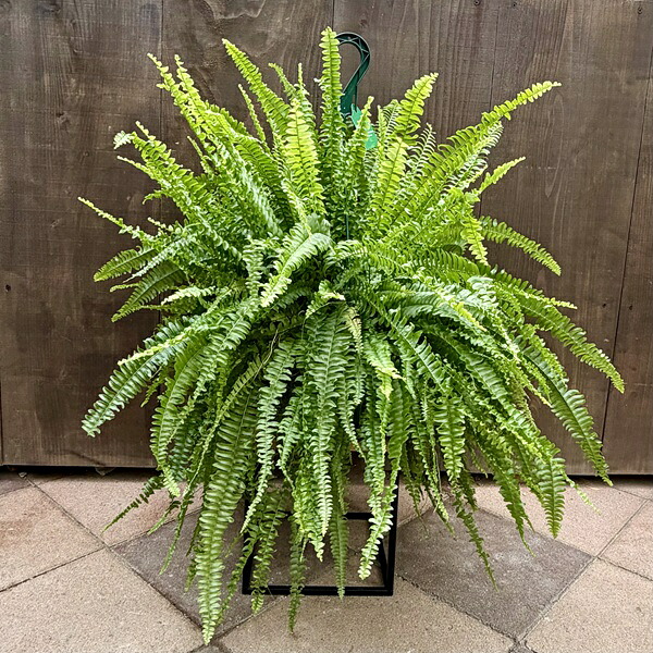 おしゃれ　観葉植物：ネフロレピス グリーンレディ*7号吊り鉢