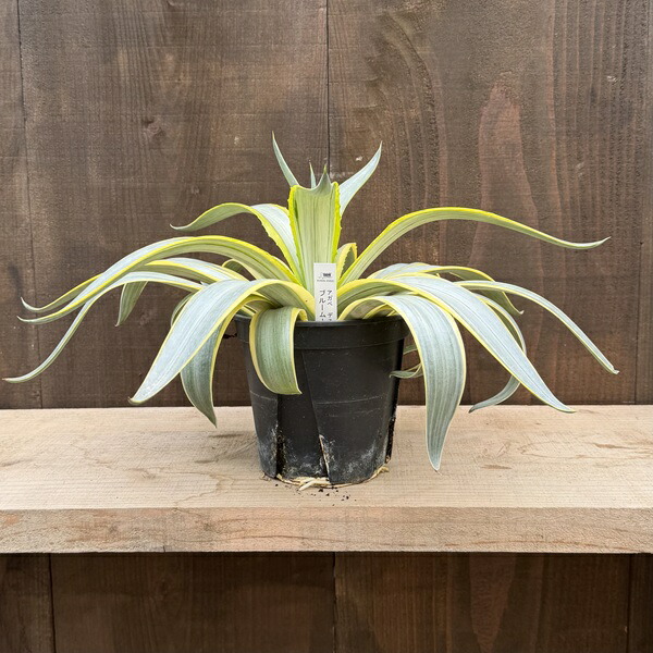 楽天市場】観葉植物：アガベ アテナータ*8号プラポット 現品をお届け