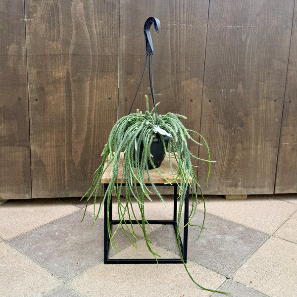 楽天市場】おしゃれ 観葉植物：リプサリス パラドクサ*5号 吊り鉢