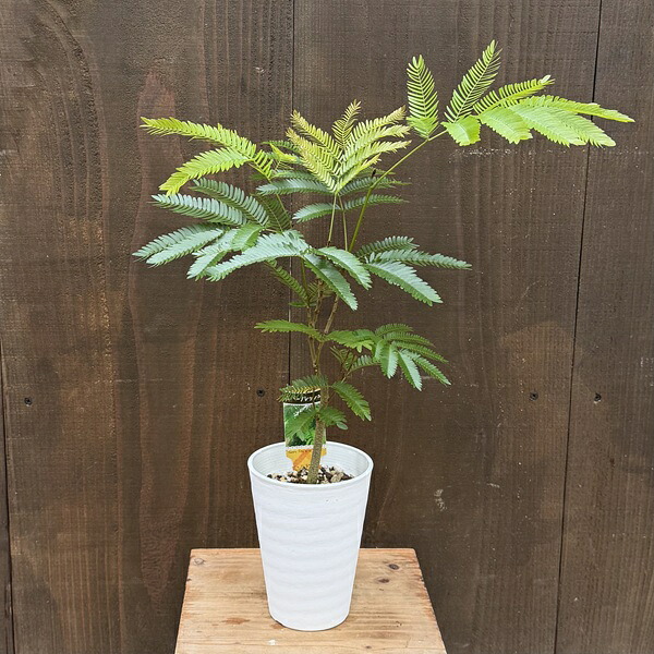 楽天市場】ネムノキ エバーフレッシュ 幹太 4号サイズ 鉢植え 観葉植物