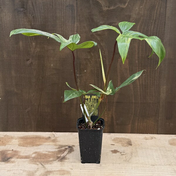 おしゃれ 観葉植物：フィロデンドロン フロリダビューティ*ヤッコカズラ 斑入り 3号