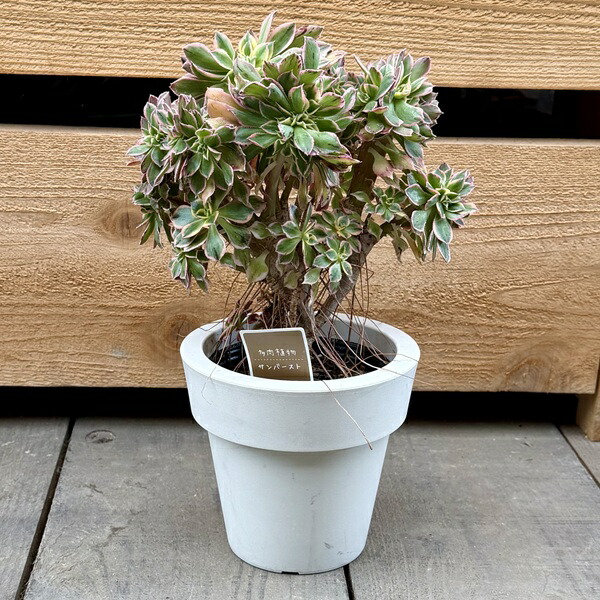 おしゃれ 観葉植物：アエオニウム サンバースト テッカ*綴化