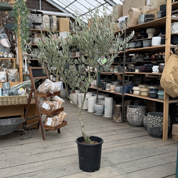 楽天市場】おしゃれ 観葉植物：オリーブの木 ピクアル 8号*現品7 SOUJU