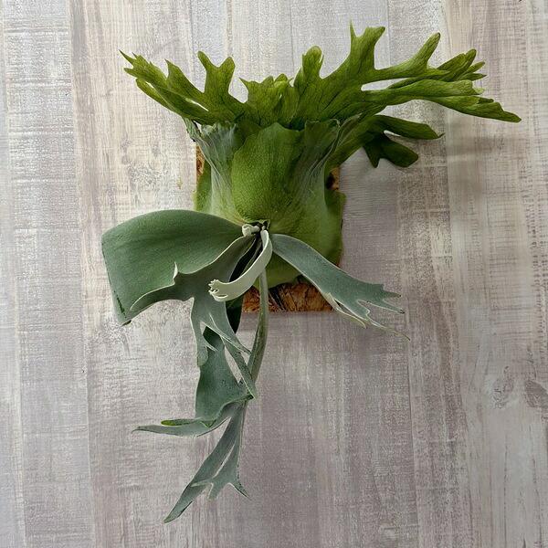 楽天市場】(希少・現品) ビカクシダ リドレイ 太葉タイプ ウッディ着生