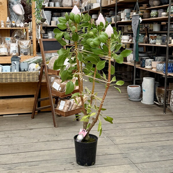 楽天市場】おしゃれ 観葉植物 花苗:プロテア ピクシー*7号 現品 楽天市場】おしゃれ 観葉植物 花苗:プロテア ピクシー*7号 現品