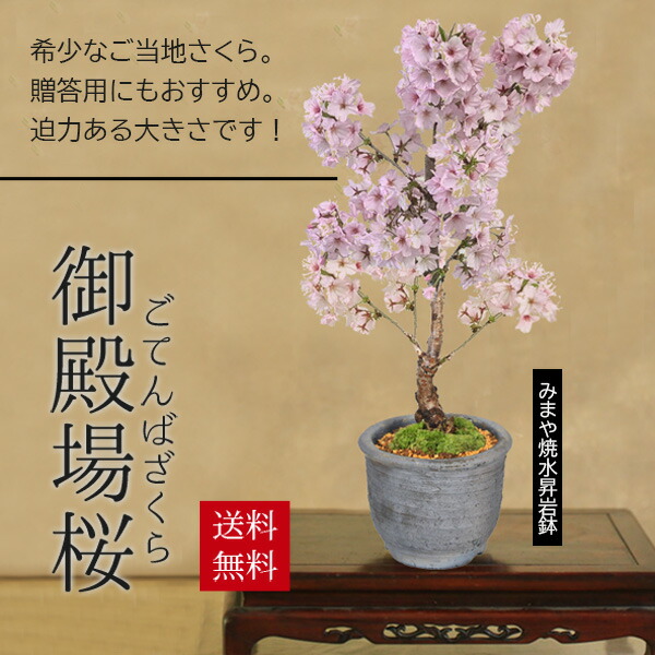 楽天市場】桜盆栽：御殿場桜(瀬戸焼金吹鉢)*【送料無料】【即日出荷可