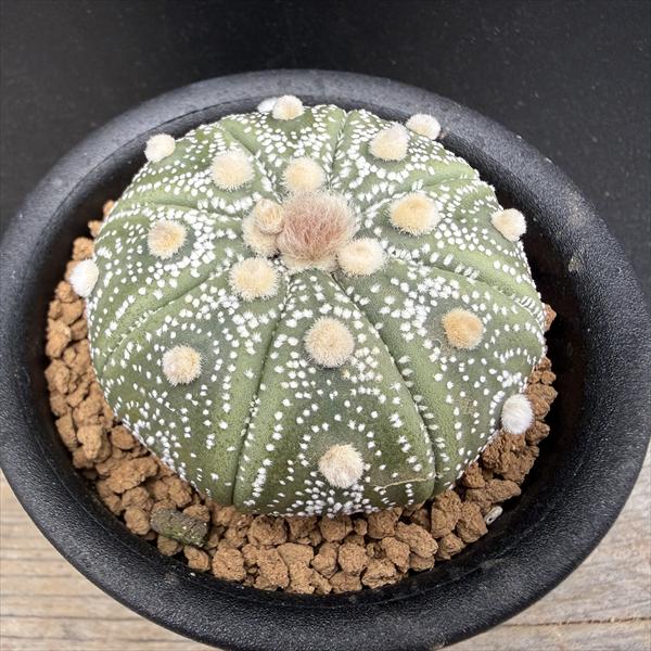 楽天市場】サボテン：ロフォフォラ ディフューサ 翠冠玉*M 幅5cm